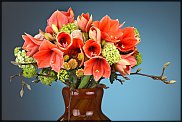 www.floristic.ru - . Hippeástrum - 