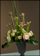 www.floristic.ru - . Hippeástrum - 