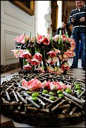 www.floristic.ru - . Hippeástrum - 