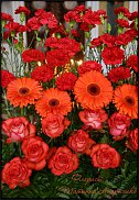 www.floristic.ru - .  