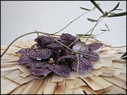 www.floristic.ru - . Gregor Lersch