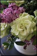 www.floristic.ru - . ́ (Syrínga)