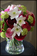 www.floristic.ru - . (Eucharis) -  .