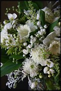 www.floristic.ru - .   (CONVALLARIA)