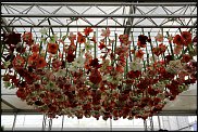 www.floristic.ru - . Hippeástrum - 