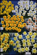 www.floristic.ru - . -Narcissus