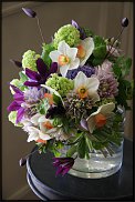 www.floristic.ru - . -Narcissus