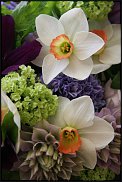 www.floristic.ru - . -Narcissus