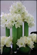 www.floristic.ru - . Hippeástrum - 