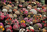 www.floristic.ru - Флористика. Суккуле́нты (Succulentus)