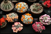 www.floristic.ru - Флористика. Суккуле́нты (Succulentus)