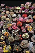 www.floristic.ru - Флористика. Суккуле́нты (Succulentus)
