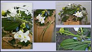 www.floristic.ru - Флористика. Свадебная флористика.