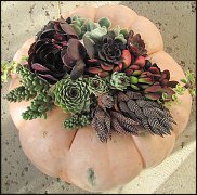 www.floristic.ru - Флористика. Суккуле́нты (Succulentus)