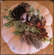 www.floristic.ru - Флористика. Суккуле́нты (Succulentus)