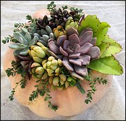 www.floristic.ru - Флористика. Суккуле́нты (Succulentus)