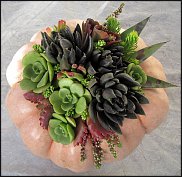 www.floristic.ru - Флористика. Суккуле́нты (Succulentus)