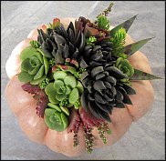 www.floristic.ru - . ́ (Succulentus)