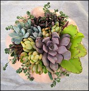 www.floristic.ru - Флористика. Суккуле́нты (Succulentus)