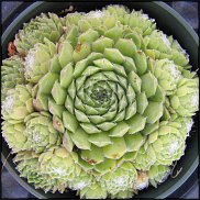 www.floristic.ru - Флористика. Суккуле́нты (Succulentus)