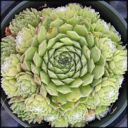 www.floristic.ru - . ́ (Succulentus)