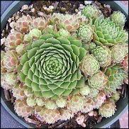 www.floristic.ru - Флористика. Суккуле́нты (Succulentus)