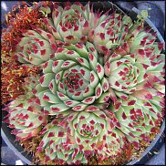 www.floristic.ru - Флористика. Суккуле́нты (Succulentus)