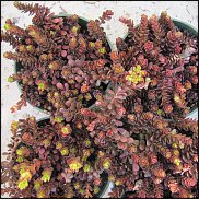 www.floristic.ru - Флористика. Суккуле́нты (Succulentus)