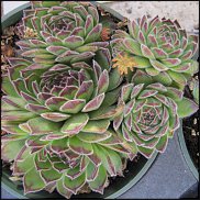 www.floristic.ru - Флористика. Суккуле́нты (Succulentus)