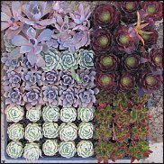 www.floristic.ru - Флористика. Суккуле́нты (Succulentus)