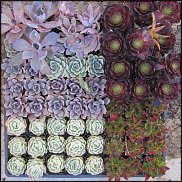 www.floristic.ru - . ́ (Succulentus)