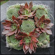 www.floristic.ru - Флористика. Суккуле́нты (Succulentus)