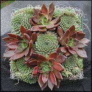 www.floristic.ru - . ́ (Succulentus)