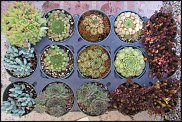 www.floristic.ru - Флористика. Суккуле́нты (Succulentus)