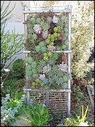 www.floristic.ru - Флористика. Суккуле́нты (Succulentus)