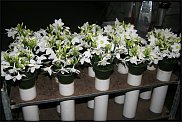 www.floristic.ru - . (Eucharis) -  .