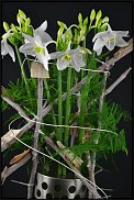 www.floristic.ru - . (Eucharis) -  .