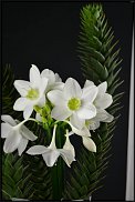 www.floristic.ru - . (Eucharis) -  .