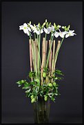 www.floristic.ru - . (Eucharis) -  .