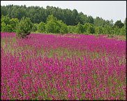 www.floristic.ru - .   