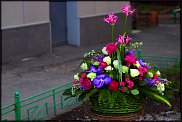 www.floristic.ru - .    -    ...