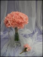 www.floristic.ru - .  .