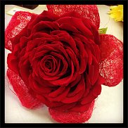 www.floristic.ru - .  -  .