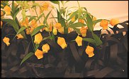 www.floristic.ru - Флористика. Сандерсония-Sandersonia