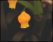 www.floristic.ru - Флористика. Сандерсония-Sandersonia