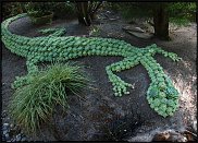 www.floristic.ru - Флористика. Суккуле́нты (Succulentus)