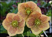 www.floristic.ru - . Helleborus  - 