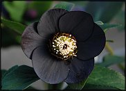 www.floristic.ru - . Helleborus  - 