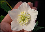 www.floristic.ru - . Helleborus  - 