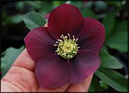 www.floristic.ru - . Helleborus  - 